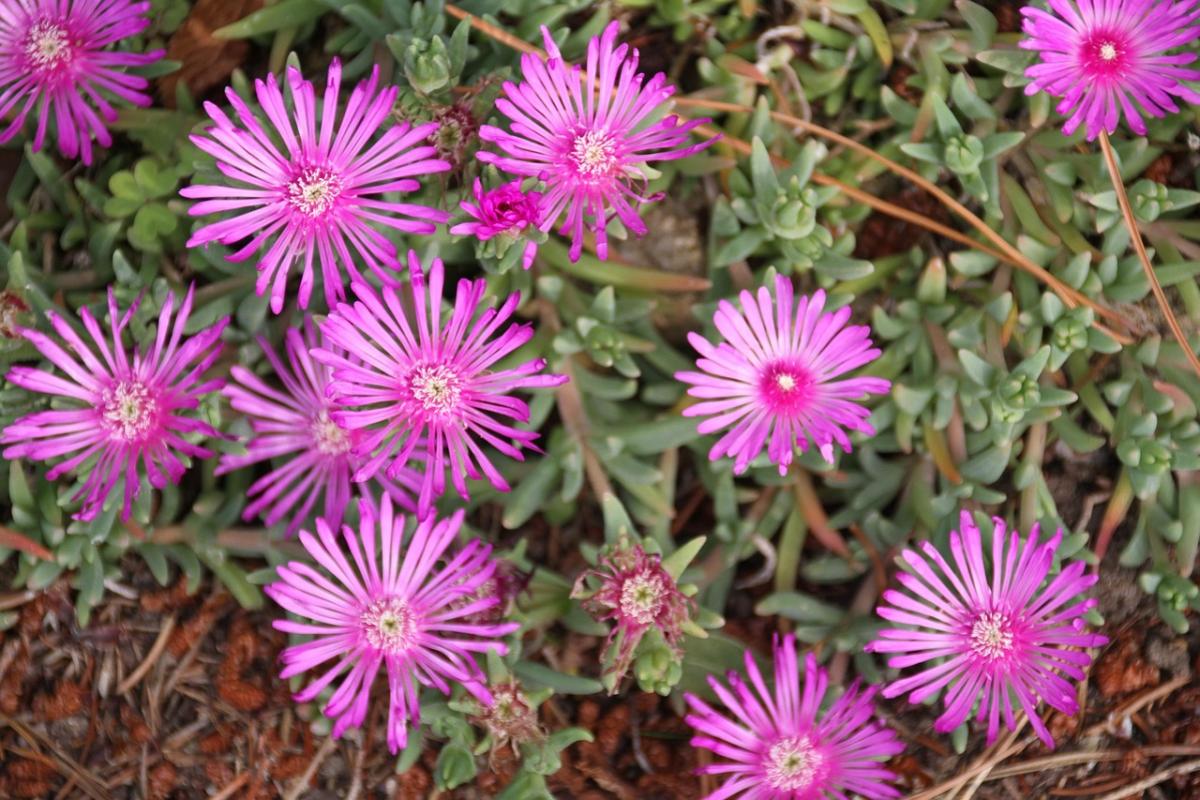 Bunga apa yang akan ditanam di kuburan / foto pexels.com