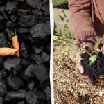 4 cara tak terduga untuk menggunakan arang di kebun 4 cara tak terduga untuk menggunakan arang di kebun