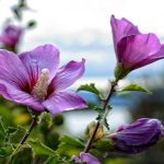 Cara memangkas kembang sepatu dengan benar untuk mendapatkan semak yang subur Cara memangkas kembang sepatu dengan benar untuk mendapatkan semak yang