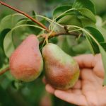 Cara memangkas pohon pir dengan benar untuk mendapatkan panen besar: tips tukang kebun Cara memangkas pohon pir dengan benar untuk mendapatkan panen besar: