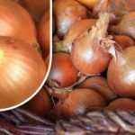 Cara mengawetkan bawang agar tidak bertunas sebelum musim panas: seorang