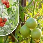 Dratus gram dan sudah matang: seorang petani sayuran membagikan metode