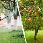 Kutu daun tidak akan pernah menyentuh pohon apel lagi: solusi dbahan yang efektif Kutu daun tidak akan pernah menyentuh pohon apel lagi: solusi