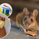 Tikus dan tikus akan hilang selamanya: obat yang hemat biaya untuk membasmi hewan pengerat Tikus dan tikus akan hilang selamanya: obat yang hemat biaya