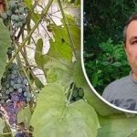 Trik sederhana untuk panen yang baik: seorang tukang kebun mengungkapkan musuh utama anggur Trik sederhana untuk panen yang baik: seorang tukang kebun mengungkapkan