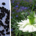 Ilmuwan Jepang menelusuri bagaimana jintan hitam mempengaruhi kesehatan jantung Ilmuwan Jepang menelusuri bagaimana jintan hitam mempengaruhi kesehatan jantung